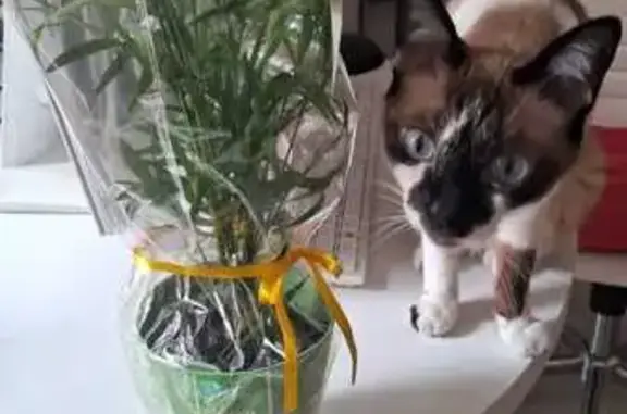 Perdido gato fêmea, Rua Professora Maria Aparecida Antunes Cavalca, 44 - photo