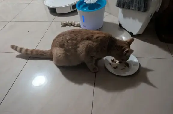 Found cat Georges River Council, photo: Found cat, Bryant Street, Sydney, Georges River Council - male, ginger with a stripey tail, injury on back leg