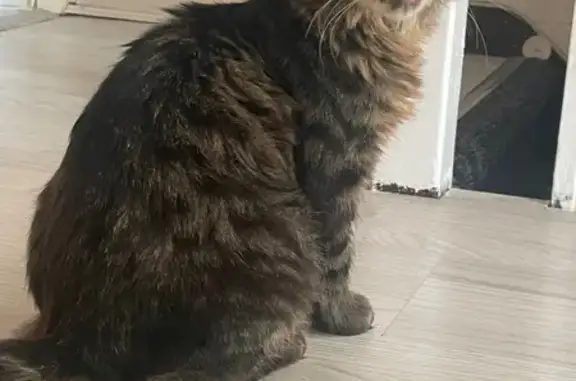 Lost cat, Charlecote Road, Dagenham - male, very fluffy, large - photo