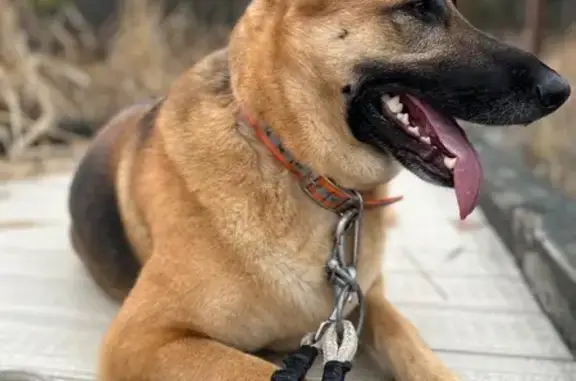 Lost dog, Lebanon Road, Spring Grove, Manhattan - female with a small notch on the edge of her right ear - photo