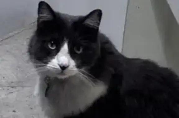 Gris oscuro con blanco, muy amable, tiene cola grande y esponjada. Tiene un collar con número telefónico. En Zapopan, Jalisco.
