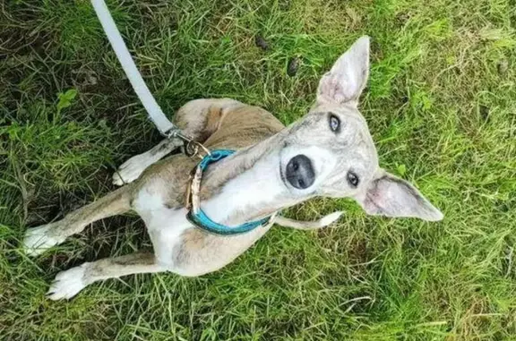 Chien perdu, D79, 10, Le Boupère - femelle - photo