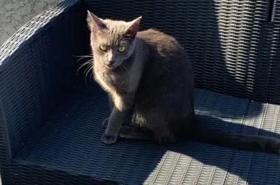 Chat perdu, Impasse des Vergers, 11, Heillecourt - femelle grise - photo