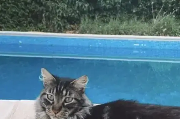 Búsqueda de mascotas, foto: Perdido gato macho, Calle Río Tajuña, El Casar, Azuqueca de Henares - con microchip