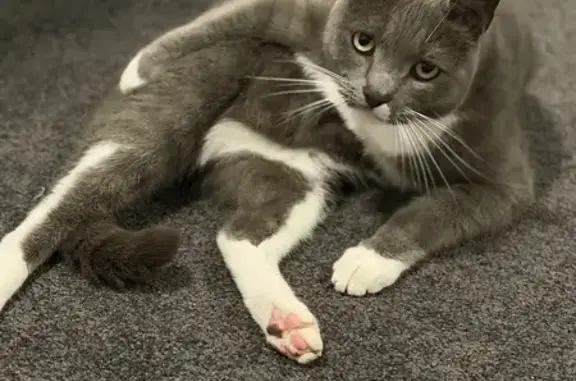 Lost cat, Thynne Avenue, 45, Corinda - male - grey and white with white sock paws - photo