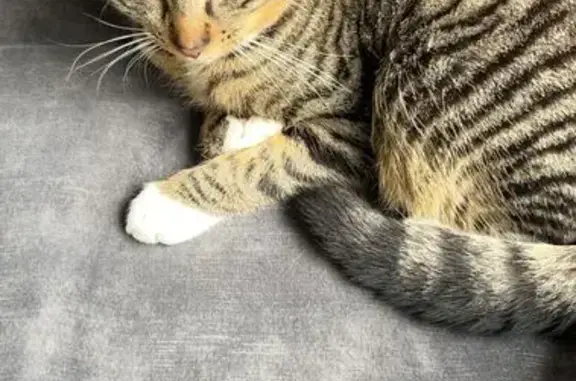 Chat perdu, Rue des Écoles, 11, Arnage - mâle gris foncé tigré - photo
