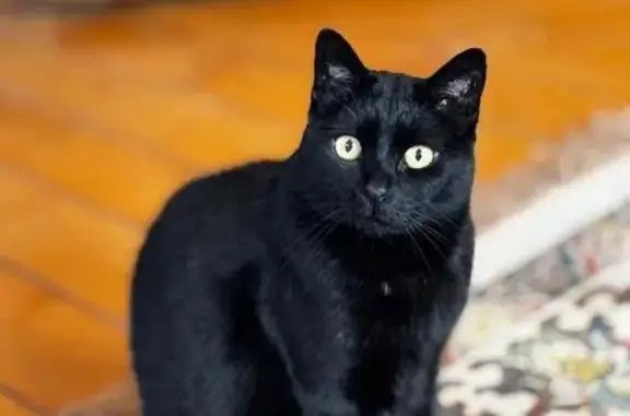 Perdido gato macho negro, N-234, 19, Sot de Ferrer, Sagunto - photo