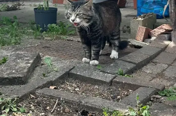 Found cat, Grantham Road, 256,...