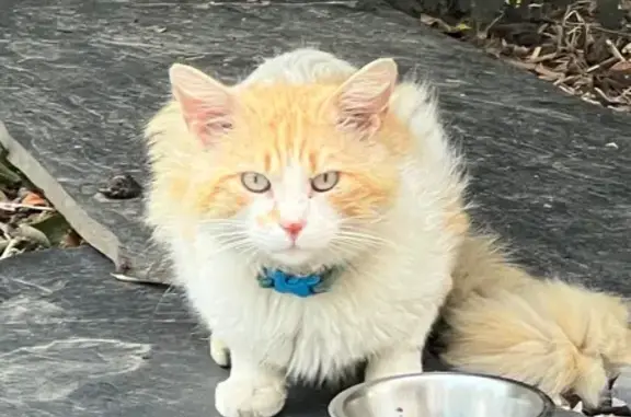 Chat trouvé Neuville-en-Ferrain, photo: Chat trouvé, Rue du Dronckaert, 118, Neuville-en-Ferrain - yeux clairs, collier bleu