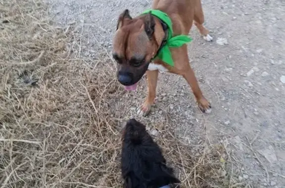 Animales perdidos Tarragona, foto: Perro perdido macho, Sevilla — marrón, pelo corto, raza bóxer