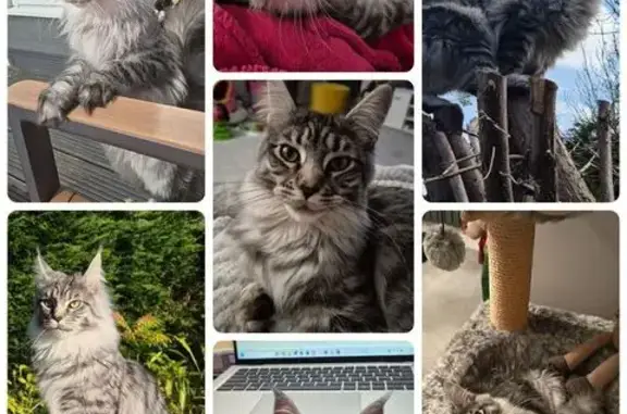 Lost cat, Sylvia Crescent, Totton, Coventry - white and grey Maine Coon - photo