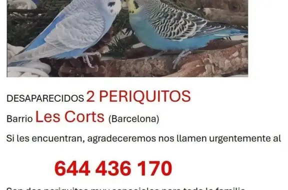 Perdida ave macho, Carrer Numància, 117, Barcelona - dos periquitos machos - photo