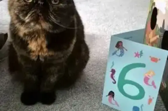 Lost cat, Sylvia Crescent, Totton, Nursling - small tortoiseshell exotic, timid - photo
