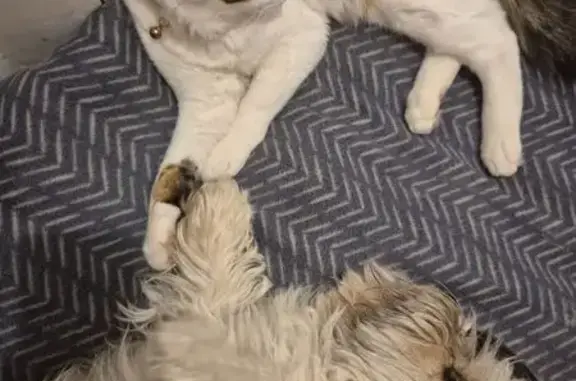 Lost pets Bentley, photo: Missing cat Male, Bentley (al496644)