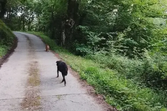 Búsqueda de mascotas, foto: Perdido perro masculino, Calle del Parque Grande, Alcorcón - negro y grande