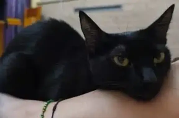 Perdido gato hembra, Calle Eslora, 14, Malaga - negra, pequeña y sin chip - photo