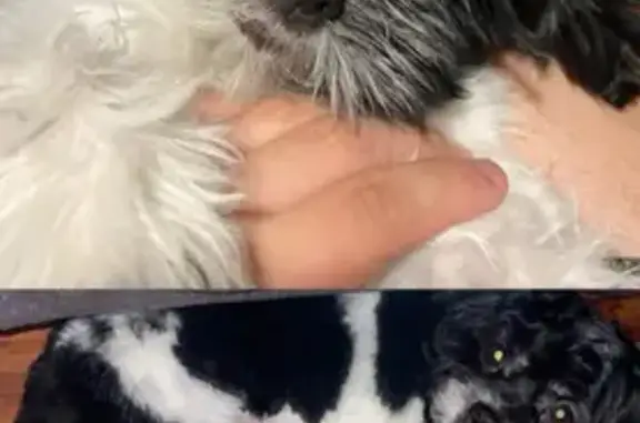 Lost dog, East Thunderbird Roa...