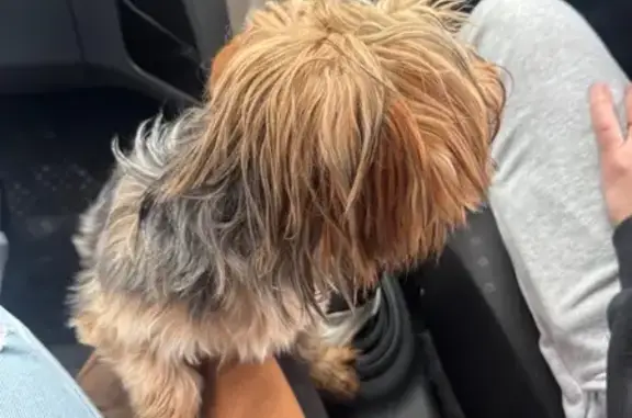 Found dog, Cross Street, 43, R...