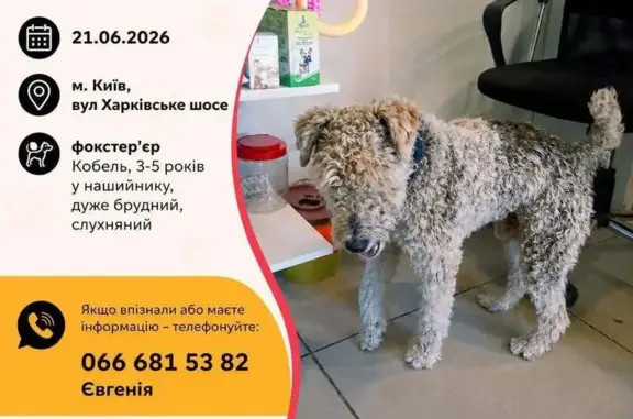 Знайдено собаку Хлопчик, Київ (uaf492154) - photo