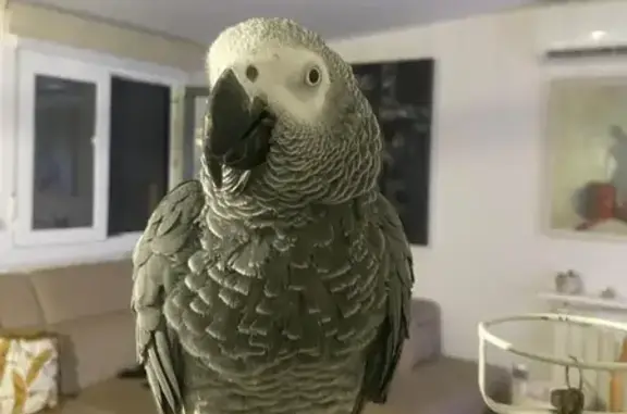 Es un loro yaco, se le abrió la jaula con el viento y salió volando desorientado