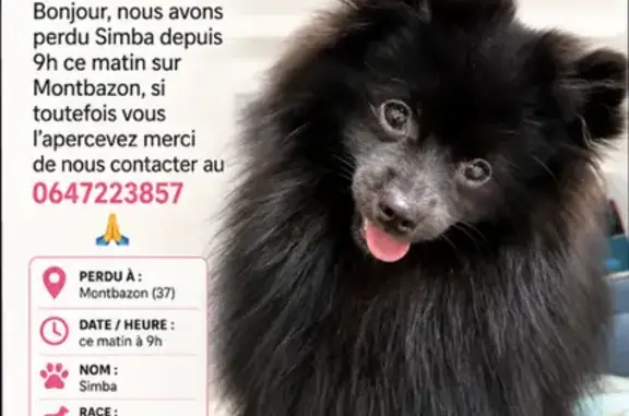 Chien perdu mâle, Rue de la Grande Ourse, Montbazon - photo