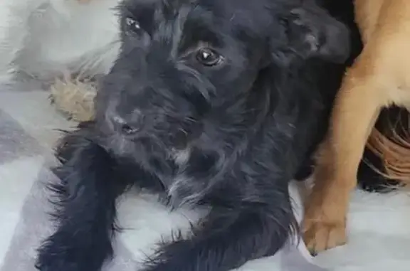 Lost dog, Christina Road, 6933...