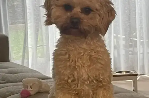 Lost pets Fairfield, photo: Lost dog, Salisbury Street, Moonee Valley, Fairfield - timid apricot Cavoodle