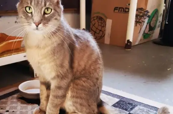 Chat perdu mâle, Marat, Job — tigré gris clair, puce électronique - photo