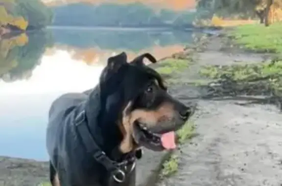 Lost pets Mascot, photo: Lost dog, Kimpton Street, 44, Bayside Council, Mascot - black and tan older dog with a small growth on his back