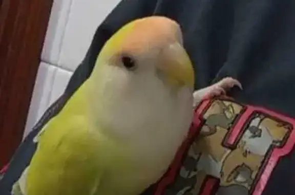 Animales perdidos Jerez de la Frontera, foto: Perdida ave, Plaza de las Marinas, Jerez de la Frontera - agaporni amarillo con cabecita naranja y pico beige