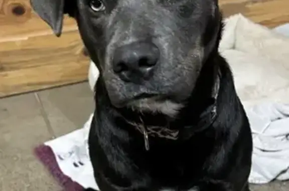 Lost female dog, Vince Road, 2100, Nicholasville, Lexington - pink collar, 3 white paws - photo