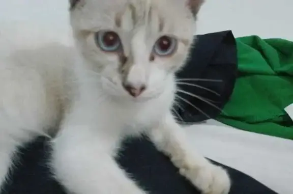 Perdido gato macho, Rua João N...