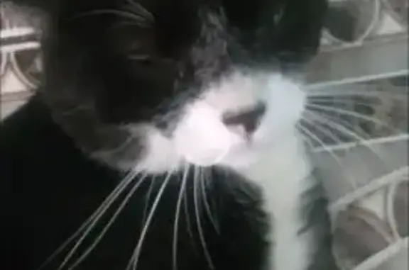 Perdido gato macho, Rua Laércio Carrara, São Paulo — pelagem preto e branco, olhos verdes - photo