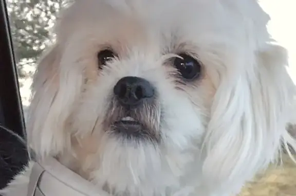 Lost dog, Perry Street, 12205, Broomfield - white Maltese, male - photo