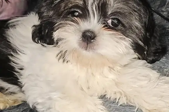 Lost dog, Perry Street, 12205, Broomfield - female Shih Tzu, black with white coat - photo