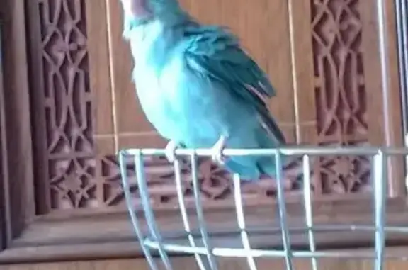 Perdue oiseau femelle, Rue du...