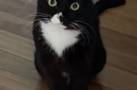 Lost cat, Yishun Avenue 2, 790, Singapore, Sengkang - male tuxedo cat - photo