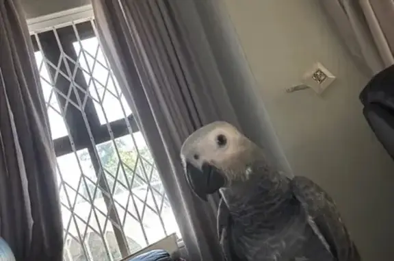 Lost bird, Blairmont Avenue, B...