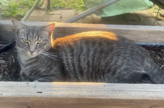 Missing cat Singleton, photo: Lost cat, Albert Street, 1A, Singleton Council, Singleton - female, grey, shy but friendly