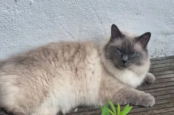 Chat perdu mâle, Avenue Humbert, Colombes, Paris - photo