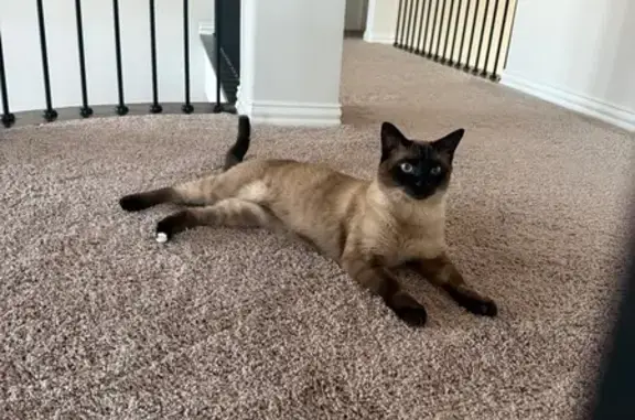 Lost cat, Prosper, Texas - male - Siamese with one white rear paw - photo
