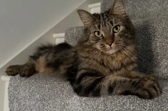 Lost cat, Clemson Way, 3, Shrewsbury — male, long-haired tabby with a bushy tail - photo