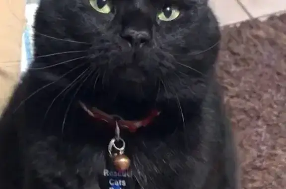 Black cat with black spot in left ear. Bald spots on bottom of feet. Very lovely and loves milk. He has a Airtag attached to his collar(Location was lost).