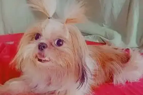 Perdido cachorro fêmea, Rua Cemiterio, 229 - photo