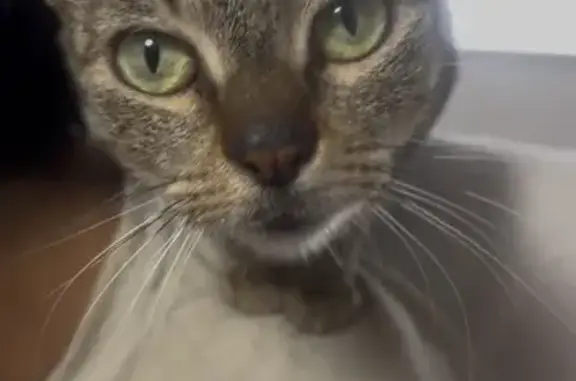 Perdido gato hembra, Calle de Abén Al-Abbar, 13, Valencia - cuerpo pequeñito y medio cuerpo pelado - photo