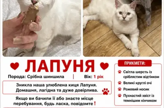 Хатня дівчинка дуже боїться чужиш людей і вулиці будь ласка допоможіть знайти нашу частинку сім’ї 