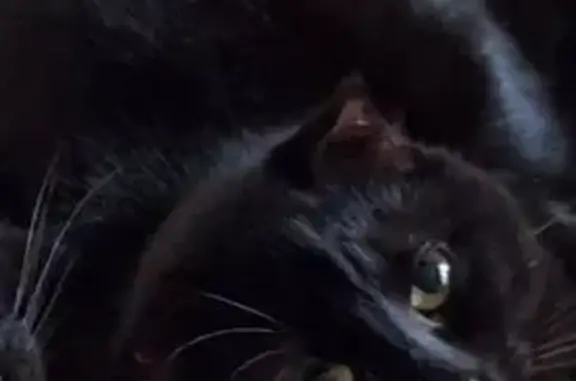 Chat perdu, Rue du Petit Mennecy, 25, Mennecy - mâle, noir, yeux verts - photo
