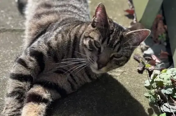 Lost cat male, Moor Lane, Salford, Prestwich - silver tabby, ringed tail - photo