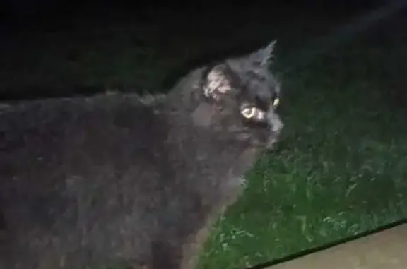 Saw this beautiful black cat outside on the grassy area with no collar wondering if someone is looking for him/her?