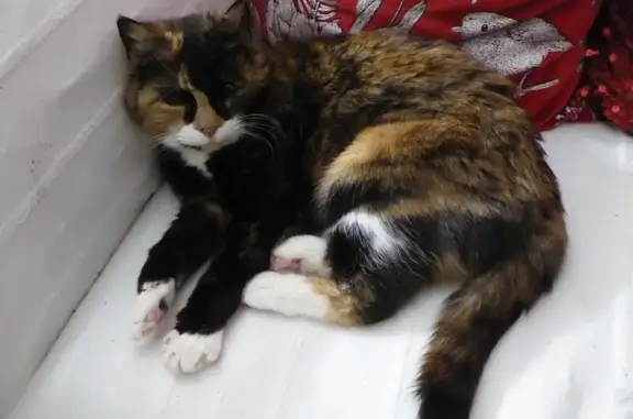 Lost cat, Park View, 21, Bromborough - female, small tortoiseshell with white tip on tail - photo